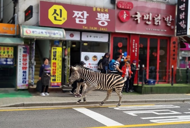 얼룩말 세로의 꿈, 생성AI 방탈출 게임 