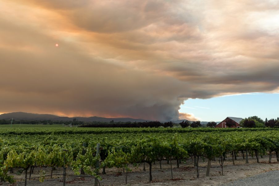 캘리포니아 산불로 손상된 와인, AI가 되살리다